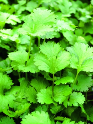 Picture of Organic Coriander